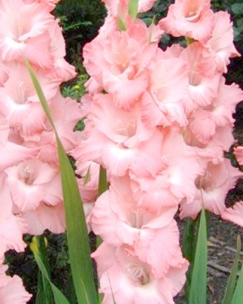 Gladiolus Rose Supreme